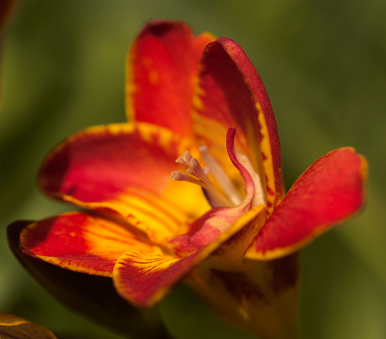 فریزیا رفرکتا